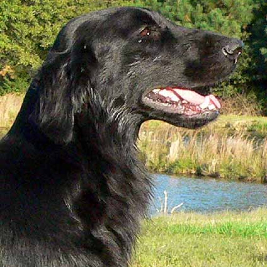 Wingmaster flat sale coated retrievers