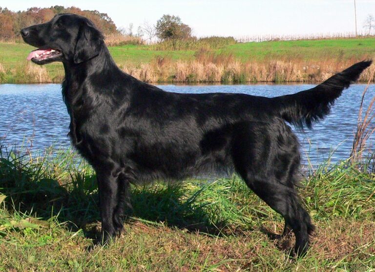 dog standing