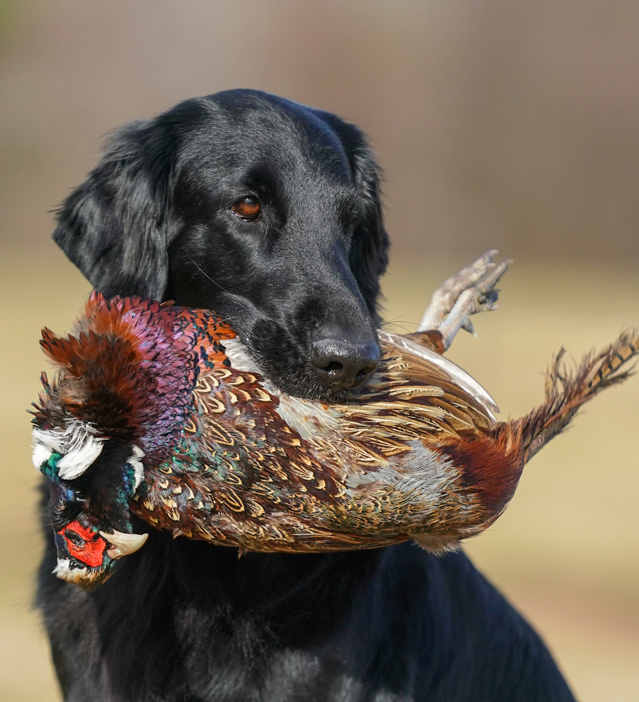 dog with pheasant