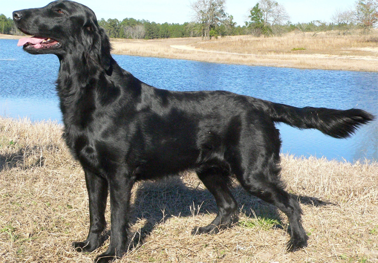 dog standing