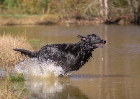 dog running in water