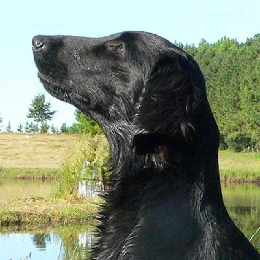 Wingmaster flat hot sale coated retrievers