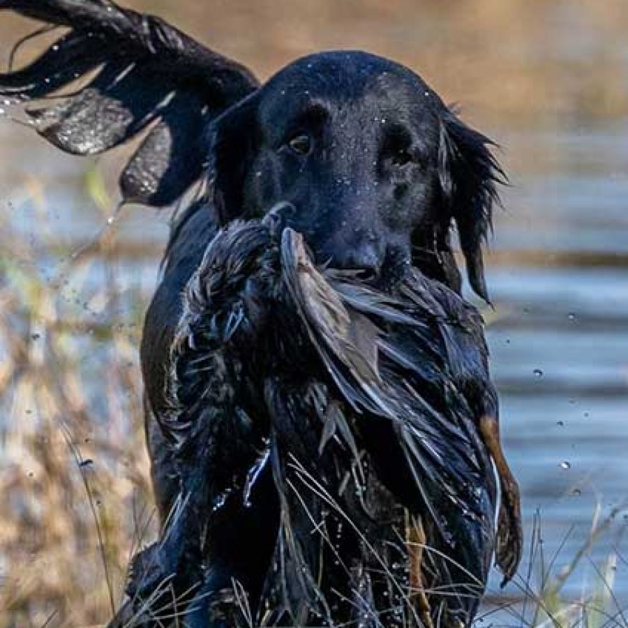 Wingmaster flat hot sale coated retrievers