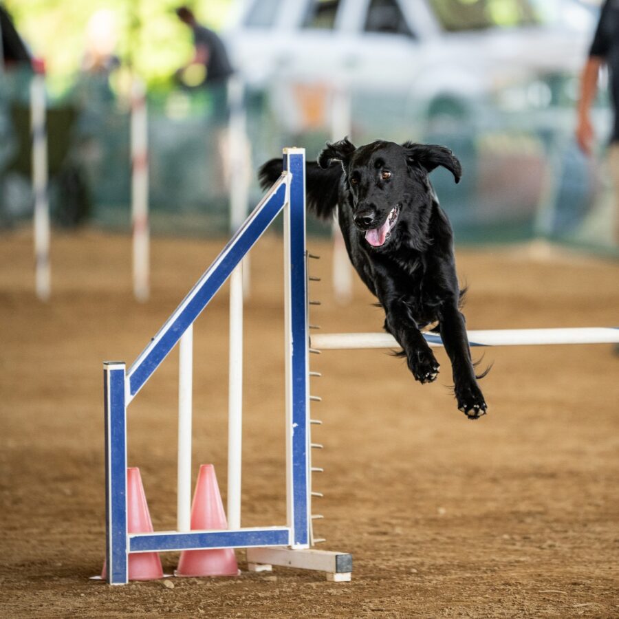 Ava_agility1