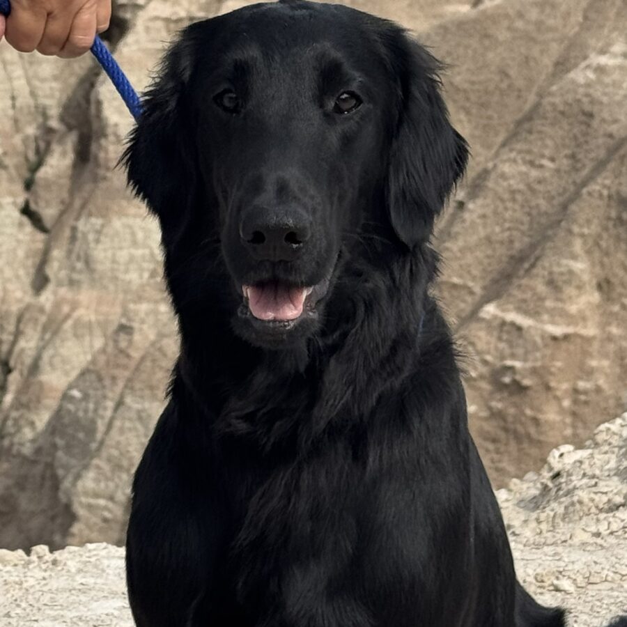 Wingmaster's Chickadee